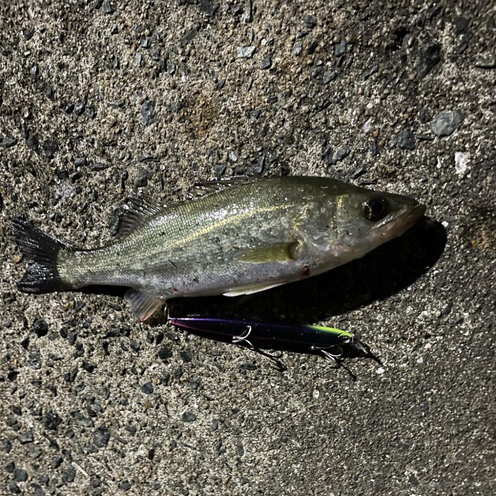 ラザミンで初シーバス