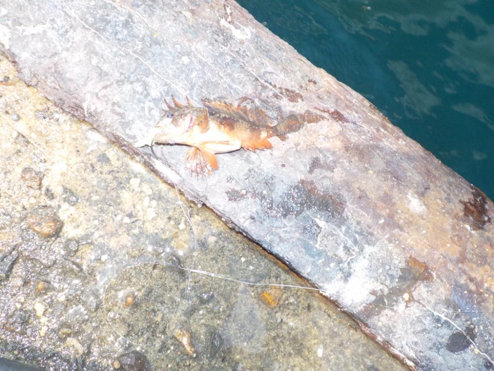 かかり釣り第二戦 白杉にて