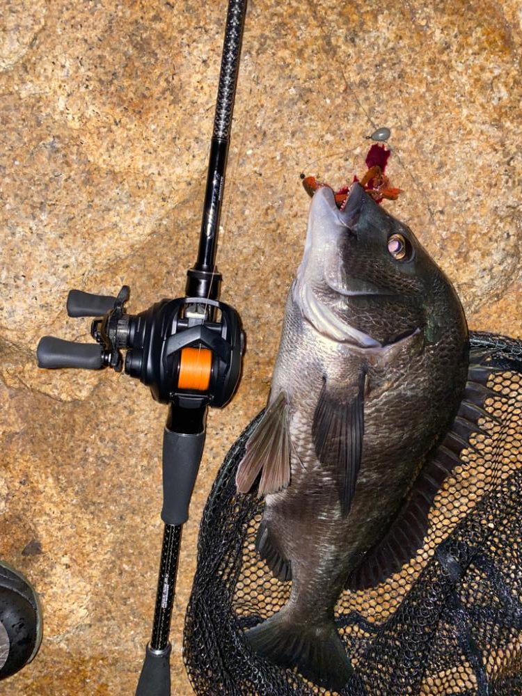 チニング でシーバス