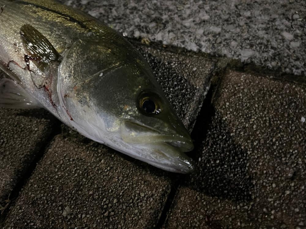 初ブローウィン80S