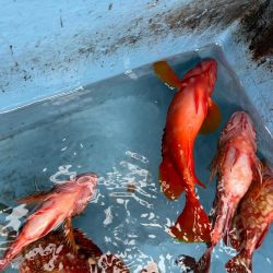 ロックフィッシュは安定