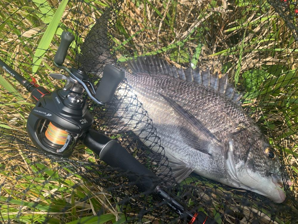 シルバーウルフの鱗付でナイスチヌ！