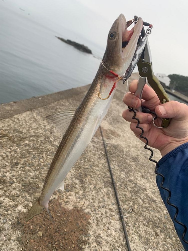 青物釣りたい…