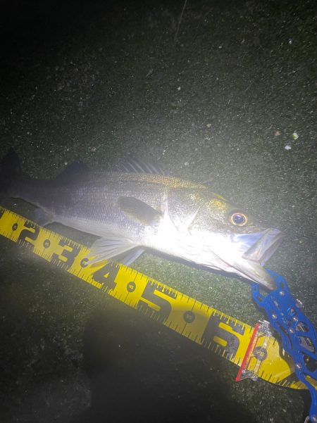 初ウェーディング