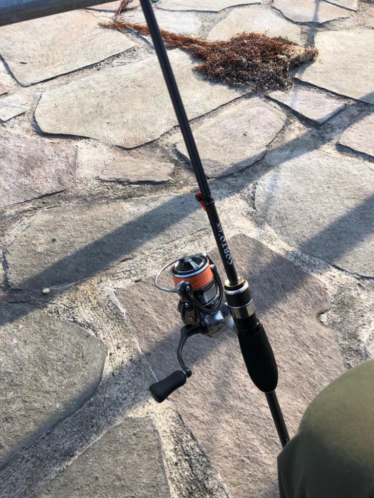 アオリ狙いが・・・