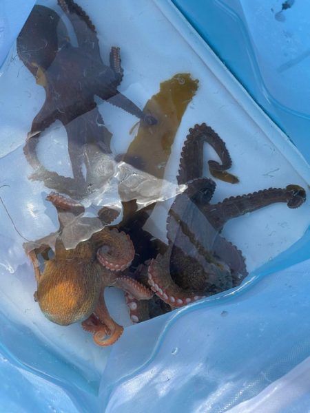 タコゲームはコンスタントに釣れてます