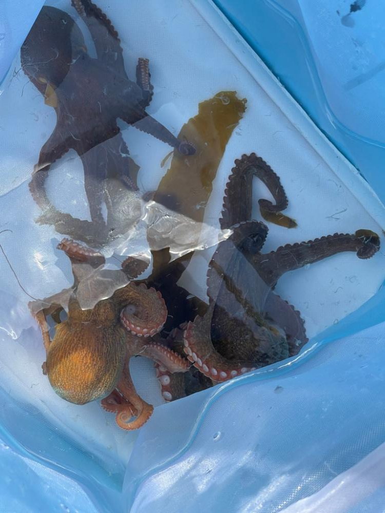 タコゲームはコンスタントに釣れてます