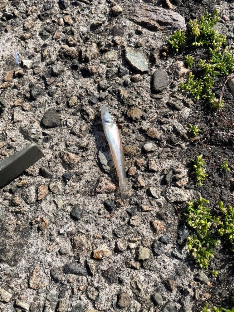 キス釣りシーズン到来 ちょい投げ