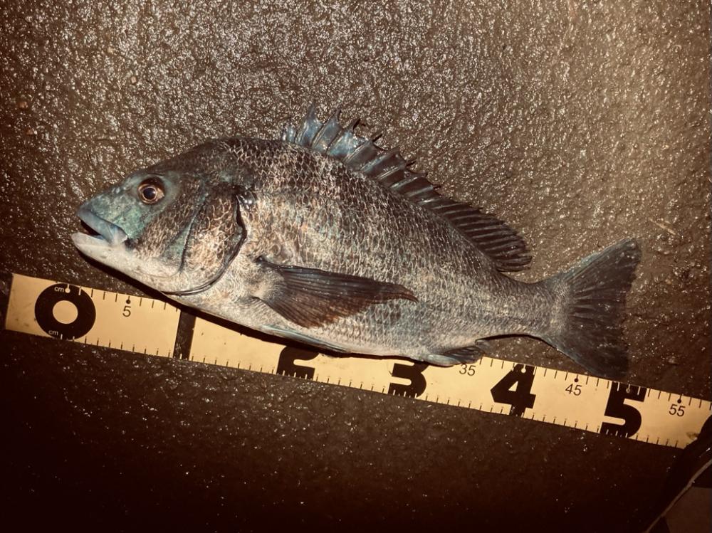 ナイトルアーフィッシング