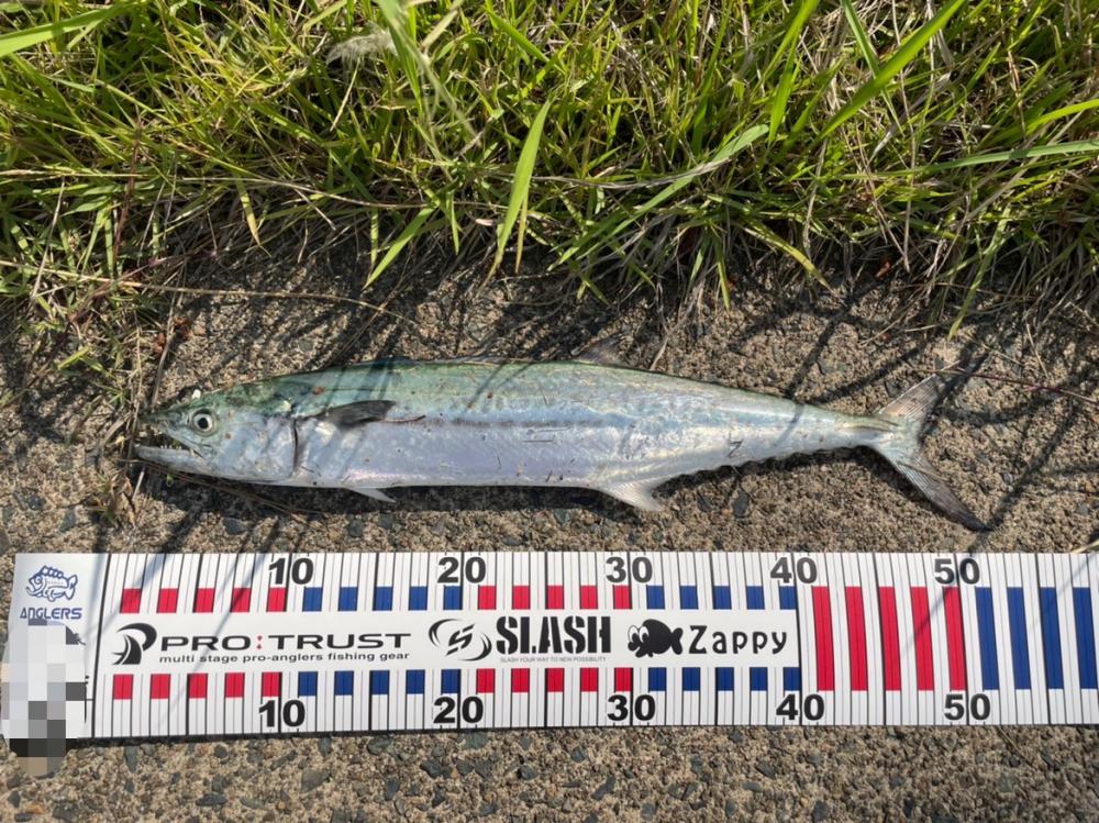 春のサゴシ釣り