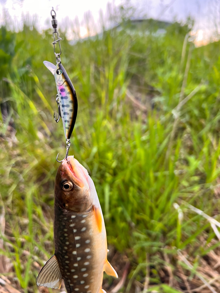 渓流ルアーフィッシング