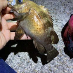 数釣り可能!明石のメバル
