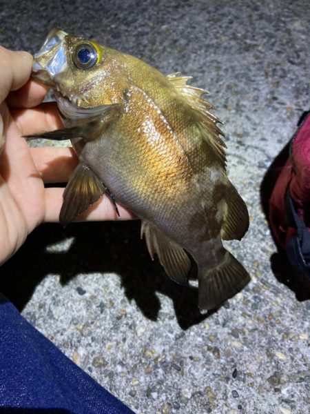 数釣り可能!明石のメバル