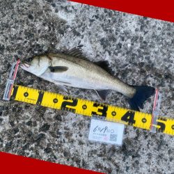 アタリが続く期待の中