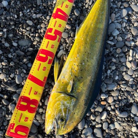 シイラにはジャックアイエース！