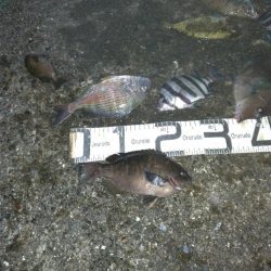 6/18釣果ヘダイサンバソウ尺アジサンノジ…