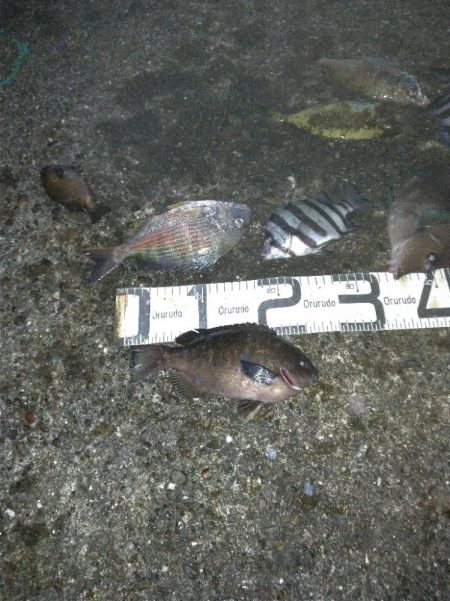 6/18釣果ヘダイサンバソウ尺アジサンノジ…