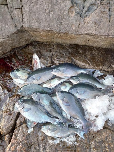 クロ釣り(五島列島)