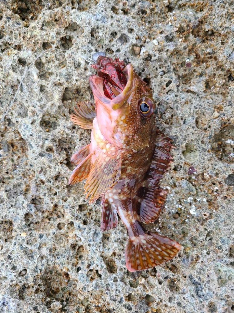 新たなるヤツが