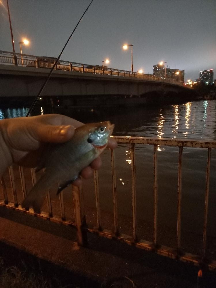 淀川ウナギつり