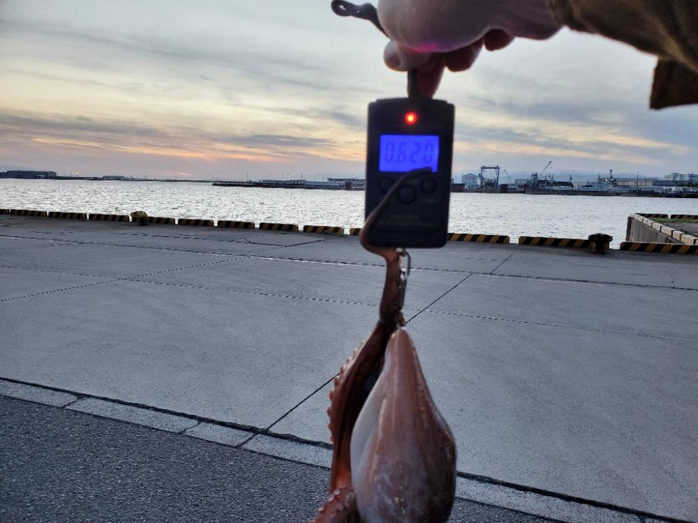 久々釣行(タコ)