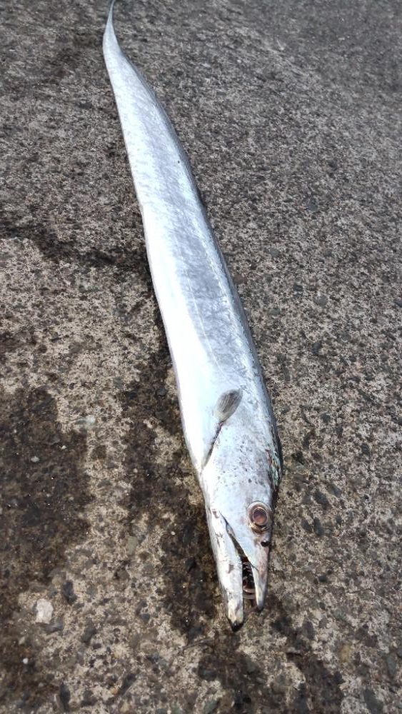 まさかの…ドラゴン!