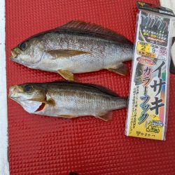 イサキ仕掛けで五目釣り