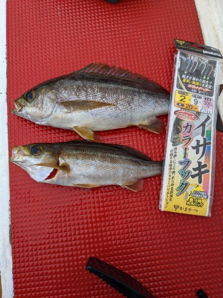 イサキ仕掛けで五目釣り