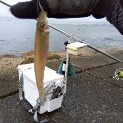 苅屋海岸のキス釣り