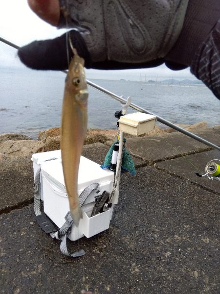 苅屋海岸のキス釣り
