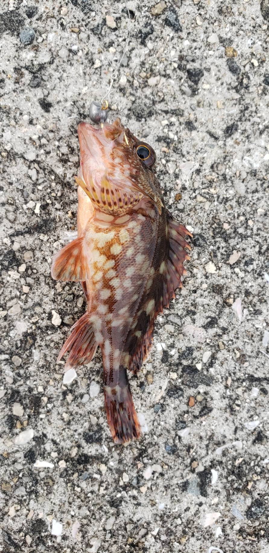 アジ探し@湯浅周辺