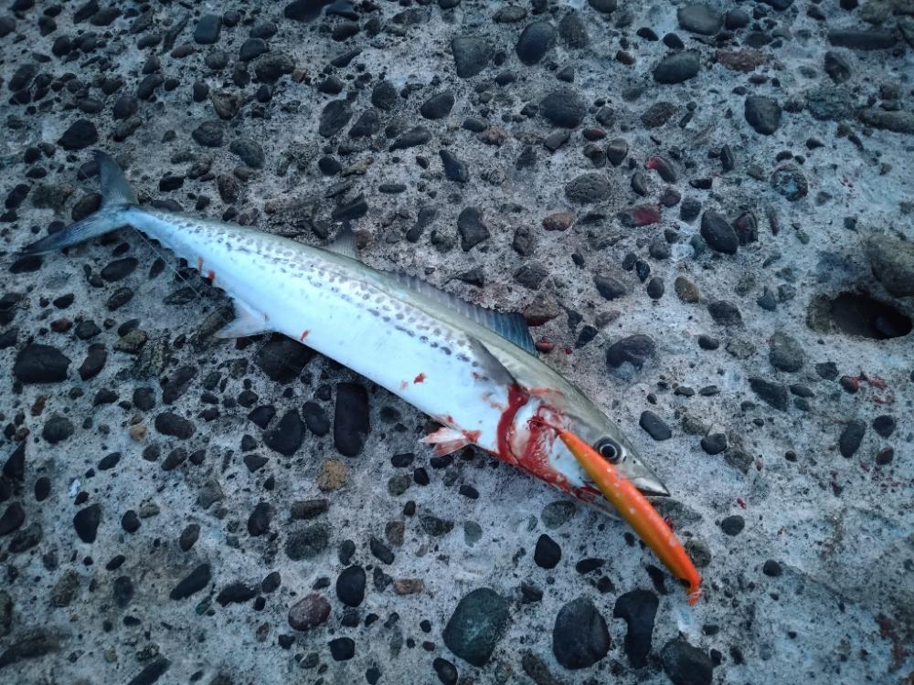 堤防とサーフで三目