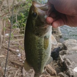 夏期満水おかっぱり津久井湖