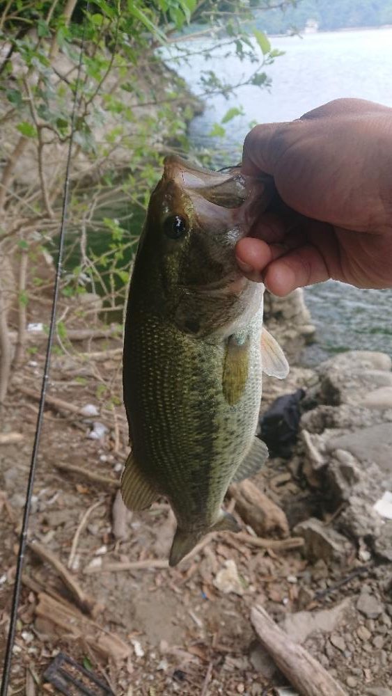 夏期満水おかっぱり津久井湖