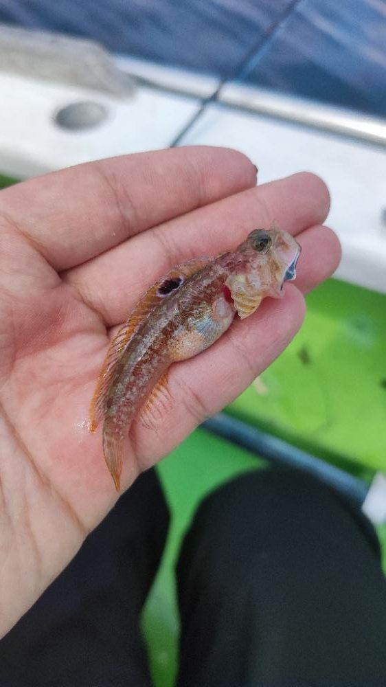 中ノ瀬でシロギス釣り