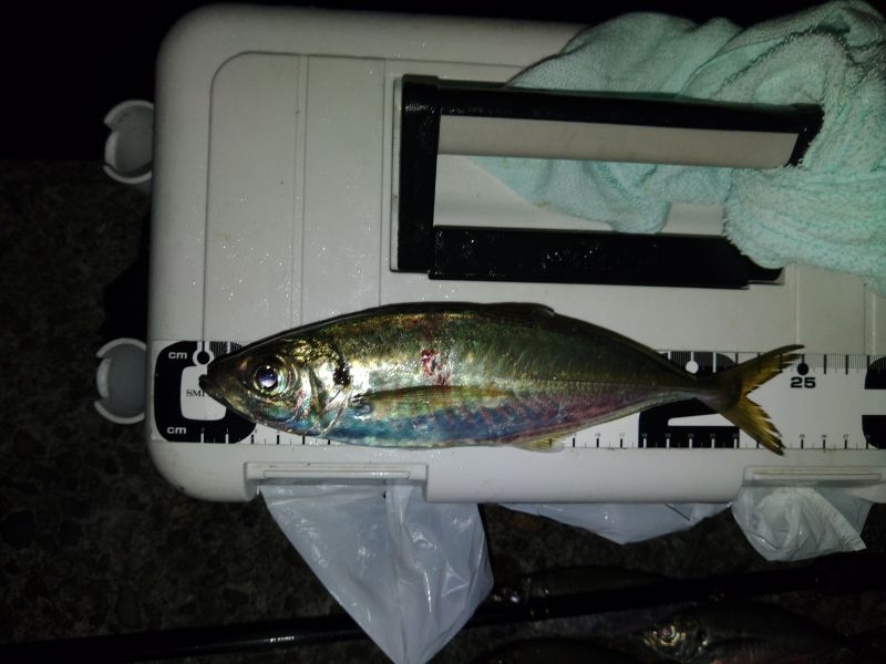 フロートゲーム