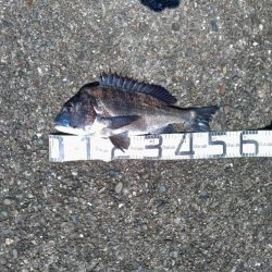 6/4釣果　チヌ年無し釣れました！