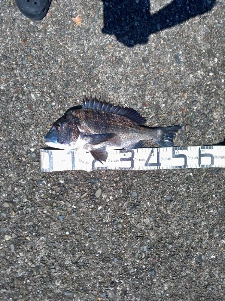 6/4釣果 チヌ年無し釣れました!