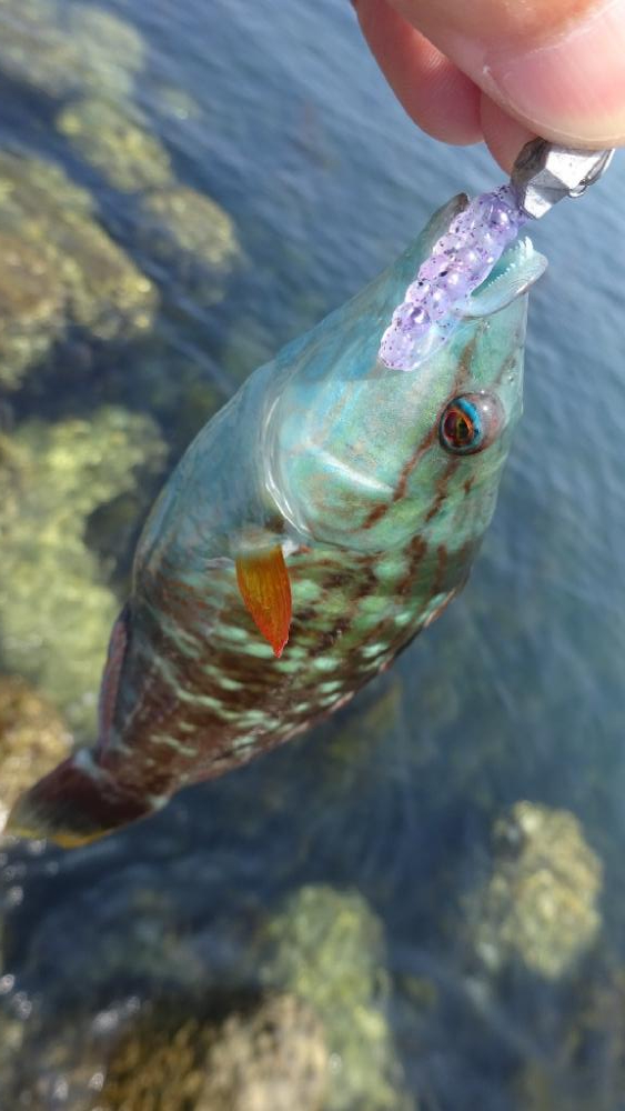 岬町ライトゲーム2