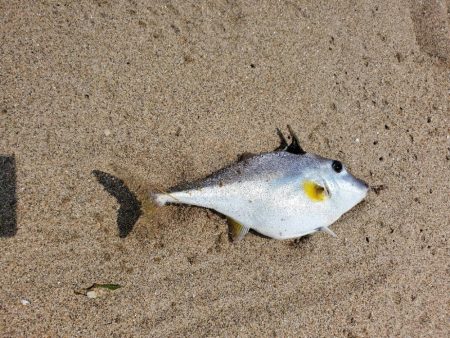 三重県のキス調査