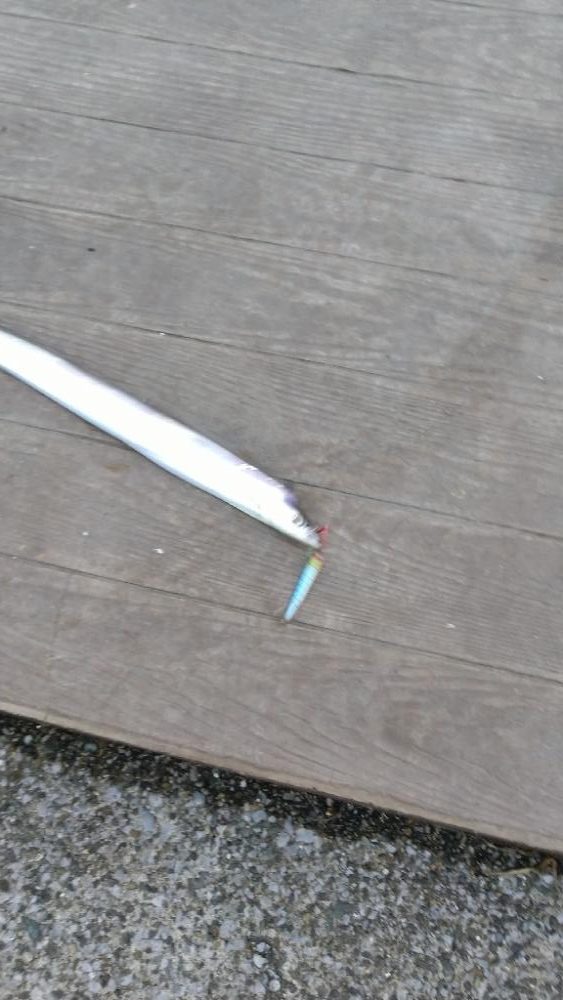 ショアジギングに予定変更