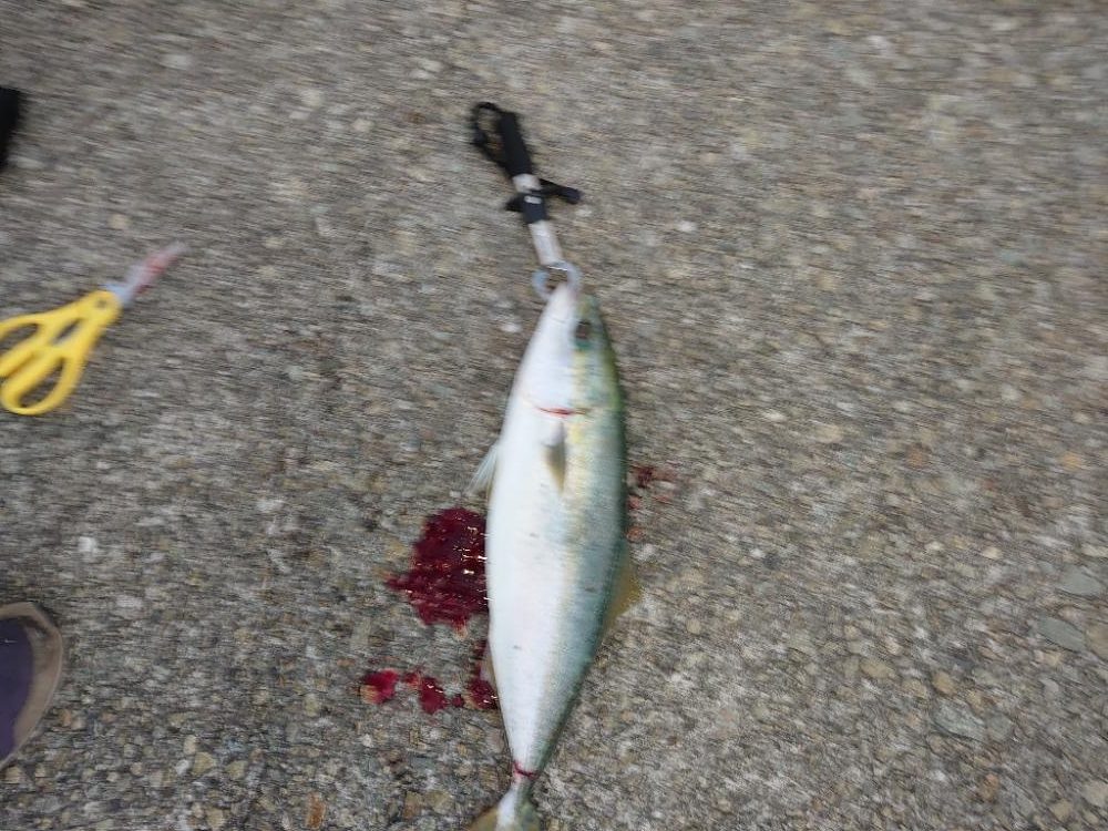 ショアジギとメバリング