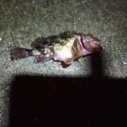 夜釣り　短時間釣行