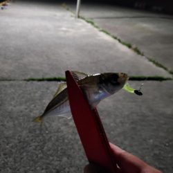 と、飛び魚？！