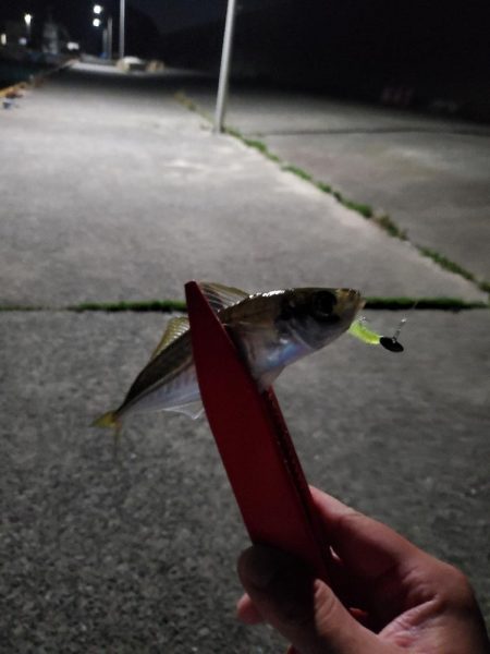 と、飛び魚？！