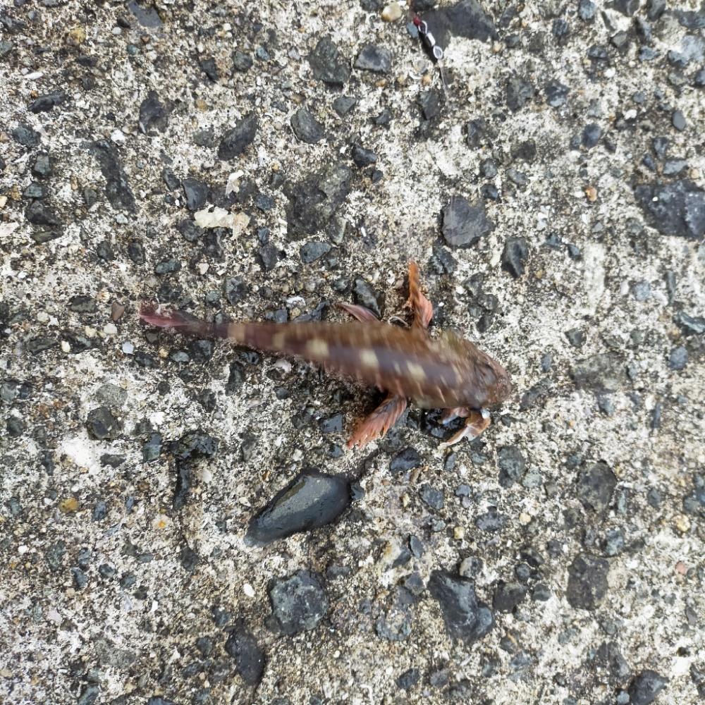 淡路島波止釣り　渋かった。。。