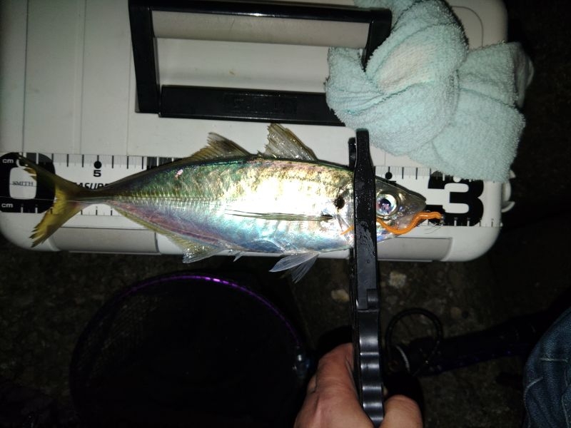 (泣尺アジ)フロートゲーム~