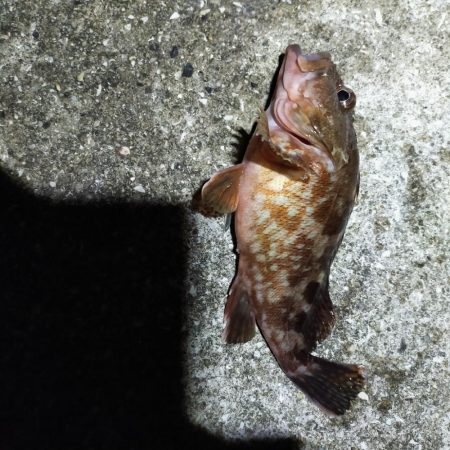 淡路島　波止釣り