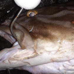 青物不在後化け物あらわる