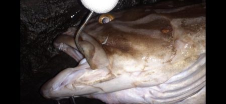 青物不在後化け物あらわる